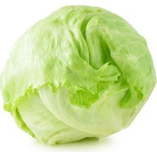 Göbekli Iceberk Marul Tohumu 100 Adet Tohum Iceberc