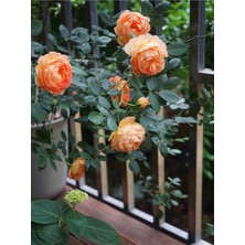 10 Adet Mix Clımbıng Rose Rosa Bush Tohumu