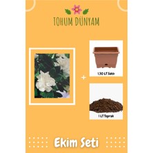 Mis Kokulu Gardenya Çiçeği Tohumu Ekim Seti