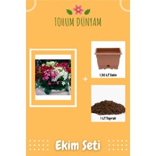 Karışık Renkli Yasemin Tütünü Sarmaşık Çiçek Tohumu Ekim Seti