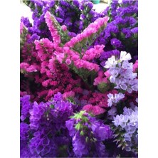 Pembe-Mor Deniz Lavantası Lımonıum Çiçek Tohumu 10 15 Adet