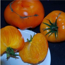 Orlov's Yellow Giant Domates Tohumu