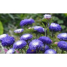 30 Adet Peony Aster Tohumu
