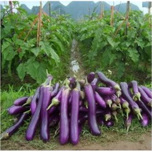 Süper Paket 500 Adet Tohum Ithal Nadir Dev Kemer Patlıcan Tohumu