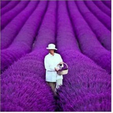 20 Adet Yediveren Mor Lavanta Tohumu