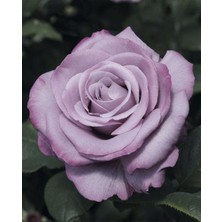 5 Adet Neptün Gül Tohumu