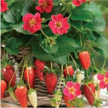 Yediveren Sarmaşık Çilek Tohumu 100 Adet