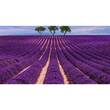 50 Adet Mis Kokulu Yediveren Lavanta Tohumu