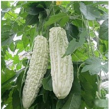 10 Adet White Large Bitter Kavun Tohumu