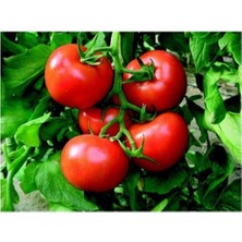 Agrobazaar Tarla Domatesi Tohumu 50+ Adet Tohum