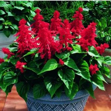 10 Adet Ateş Çiçeği Tohumu