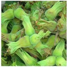 Taze Fındık (Yeşil Fındık) - 1 Kg. (Mevsim Itibari ile Hafif Olgunlaştı)