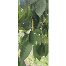 Avokado Küçük Boy 1 kg