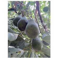 Avokado 1 kg Taze Hasat-Orta Boy