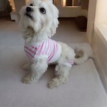 Dişi Köpek Regl Külodu ve Tshirt Takımı – Ayarlanabilir, Yıkanabilir, Hijyenik Köpek Külodu
