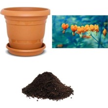 Ithal Turuncu Dicentra Çiçeği Tohumu Ekim Seti