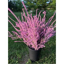 ÇınarTohum 10 Adet Statice Seeds - Pink Limonium Tohumu