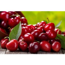 10 Adet Tatlı Kiraz Tohumu