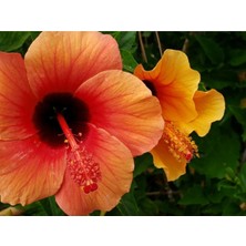 ÇınarTohum 20 Adet Orange Hibiscus Mutabilis Tohumu
