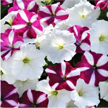 10 Adet Özel Renkli Bodur Petunya Tohumu Ithal