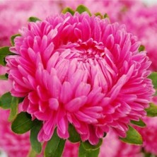 ÇınarTohum 10 Adet Aster Karmelita Pink Annual Tohumu