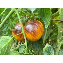 ÇınarTohum 10 Adet Dream Heirloom Domates Tohumu