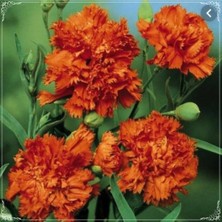 ÇınarTohum 10 Adet Chabaud Orange Carnation Tohumu