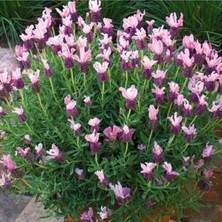 10 Adet Pink Spanish Lavender Tohumu