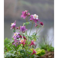 ÇınarTohum 30 Adet Columbine Aquilegia Vulgaris Tohumu