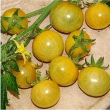 ÇınarTohum 20 Adet White Currant Domates Tohumu