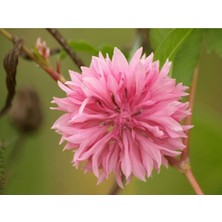 10 Adet Tall Pink Beauty Cornflower Tohumu