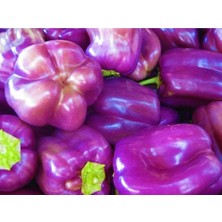 ÇınarTohum 40 Adet Sweet Lilac Bell Dolmalık Biber Tohumu