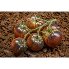 ÇınarTohum 20 Adet Chestnut Chocolate Domates Tohumu