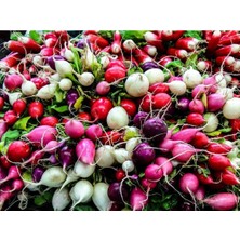 100 Adet Mix Gökkuşağı Rengi Turp Tohumu