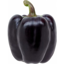 20 Adet Mor Dolmalık Biber Tohumu
