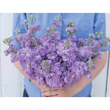 10 Adet Lavender Blue Stock Tohumu