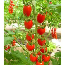 ÇınarTohum 20 Adet Cherry Domates Tohumu