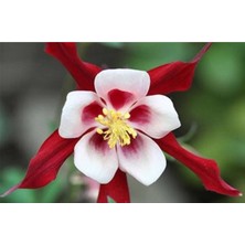5 Adet Crimson Star Columbine Tohumu