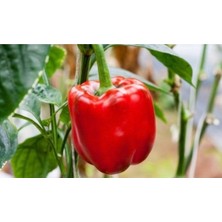 20 Adet California Wonder Dolmalık Biber Tohumu