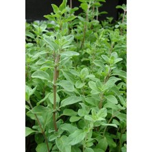 Doğal Izmir Dağ Kekiği Tohumu / 40 Adet Tohum