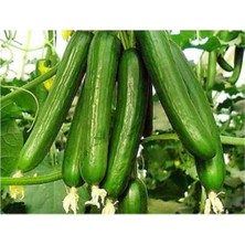 Eko Paket 100 Adet Tohum Ithal Erkenci Sırık Salatalık Tohumu