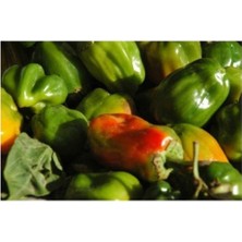 Acı Gaziantep Dolmalık Biber Tohumu 25 + Tohum