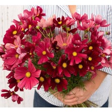 10 Adet Rubenza Cosmos Tohumu