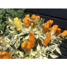 20 Adet Nadir Portakal Rengi Süs Biberi Tohumu