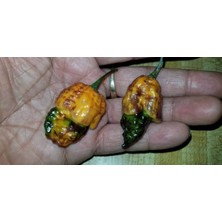 10 Adet Castrophony Biber Tohumu