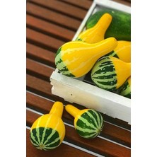 ÇınarTohum Sarı Yeşil Süs Kabağı Tohumu / 5 Adet Tohum