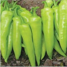 Acı Çarliston Biber Tohumu