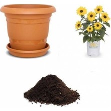 Süs Ayçiçeği Tohumu Ekim Seti