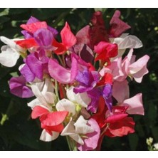 ÇınarTohum 10 Adet Sweet Pea Royal Family Mix Tohumu