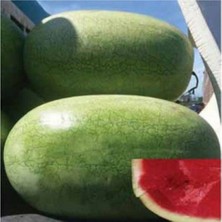 Nadir Ithal Çarliston Gray Karpuz Tohumu 5 Adet Tohum